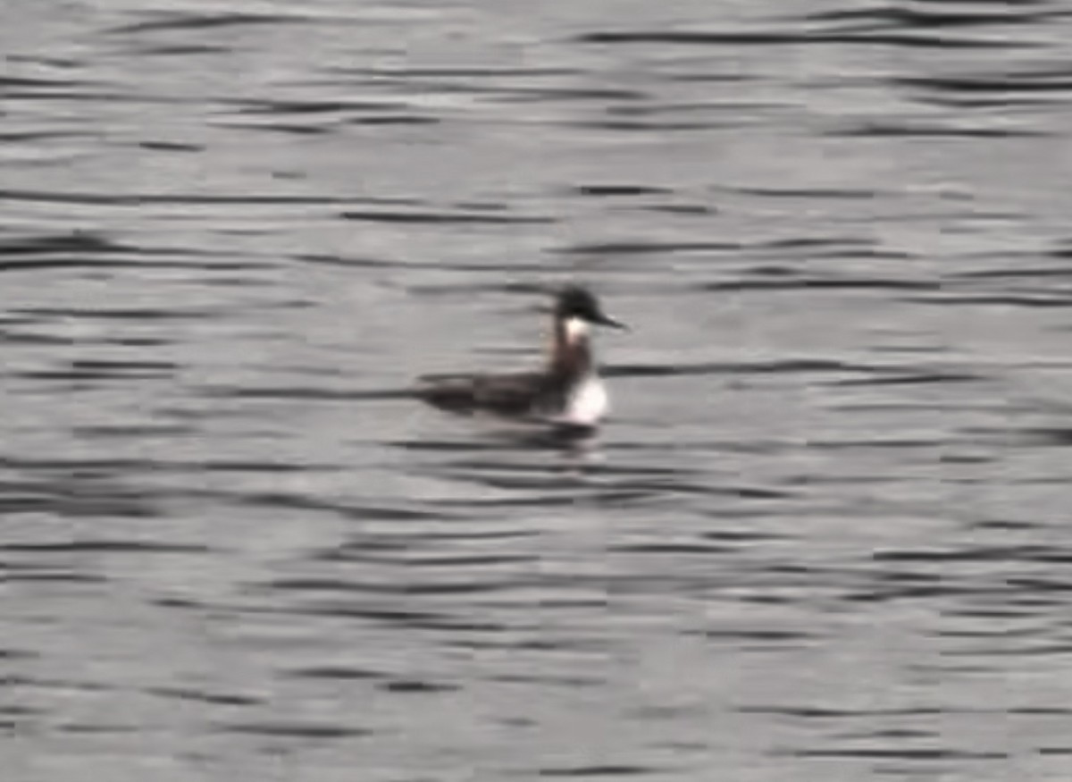 Red-necked Phalarope - ML620124554