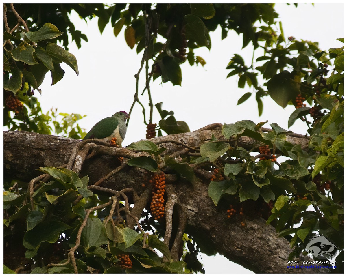 Светлогрудый фруктовый голубь - ML620124557