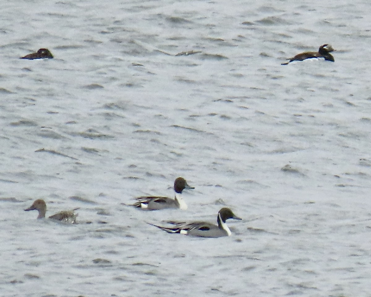 Northern Pintail - ML620124558