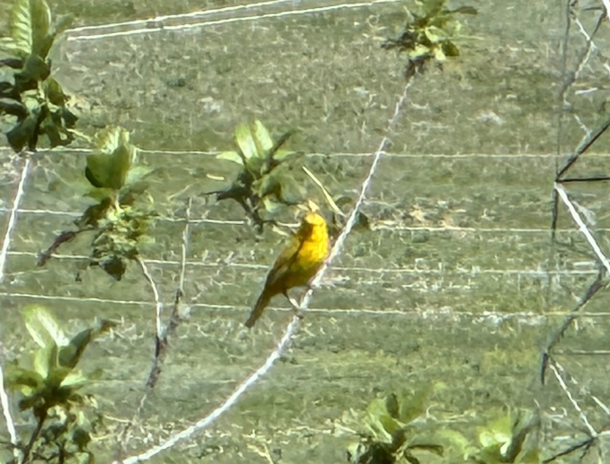 Yellow Warbler - ML620124562