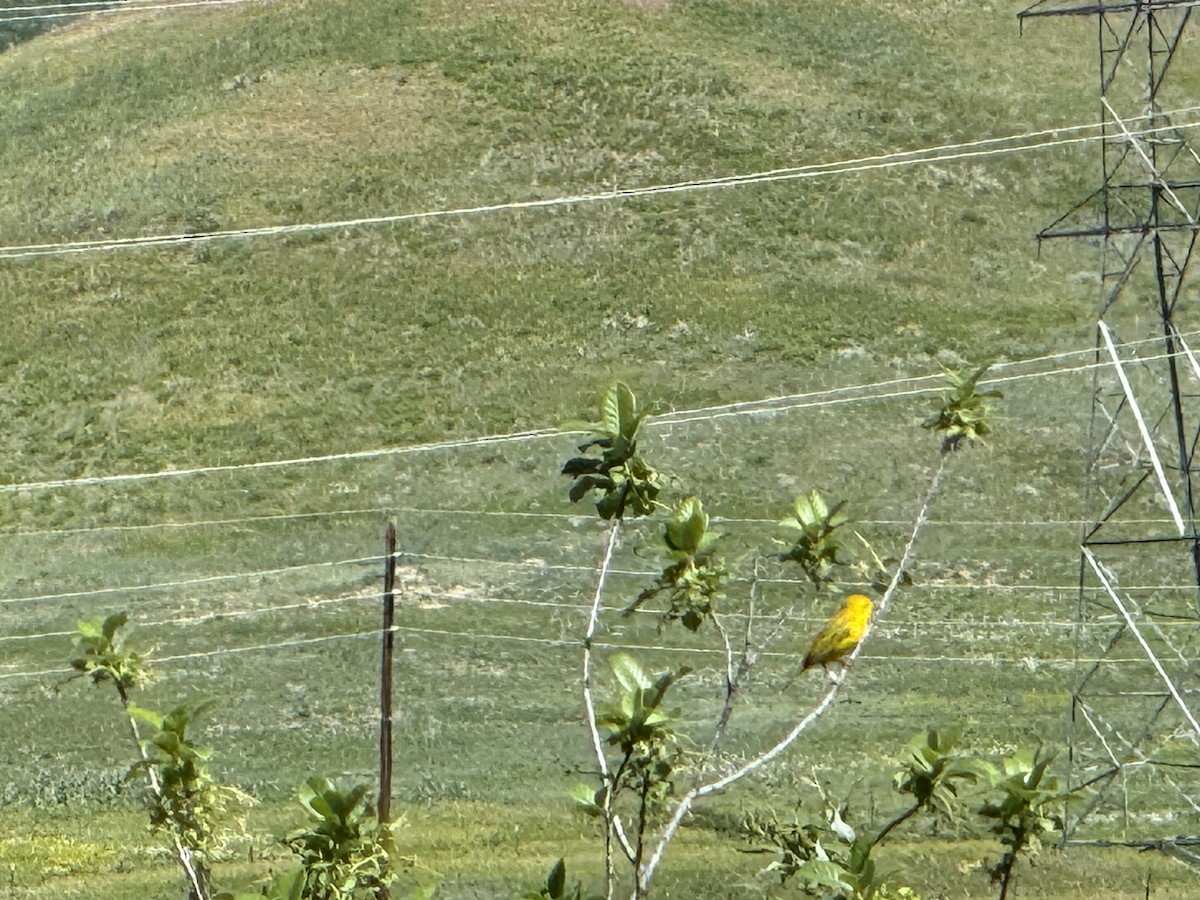 Paruline jaune - ML620124564