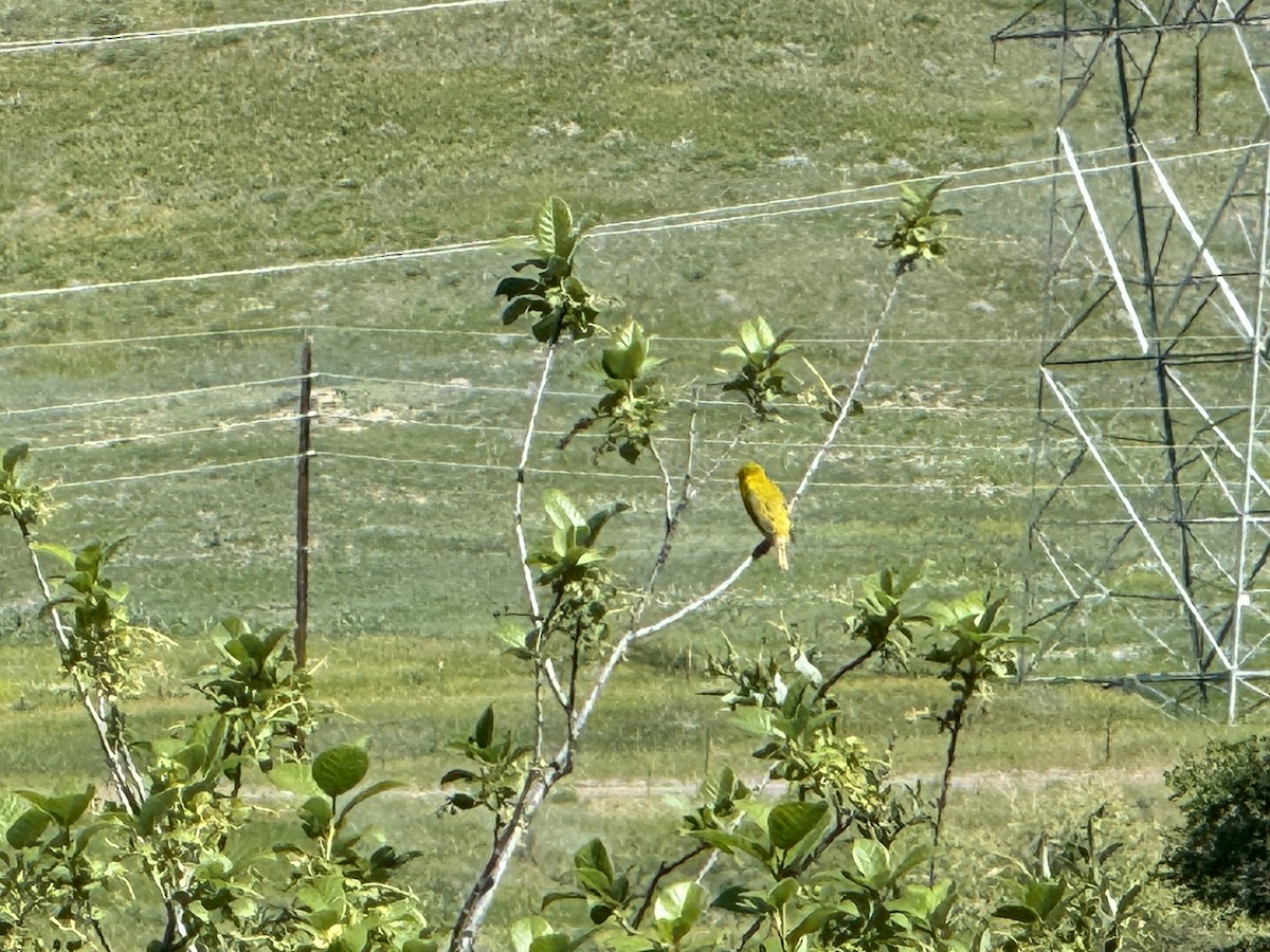 Yellow Warbler - ML620124565