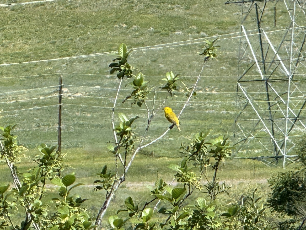 Yellow Warbler - ML620124566