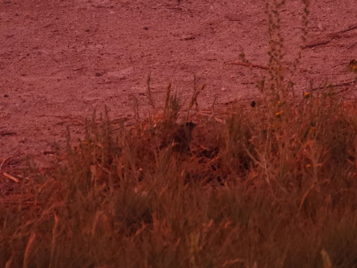 Golden-crowned Sparrow - ML620124582