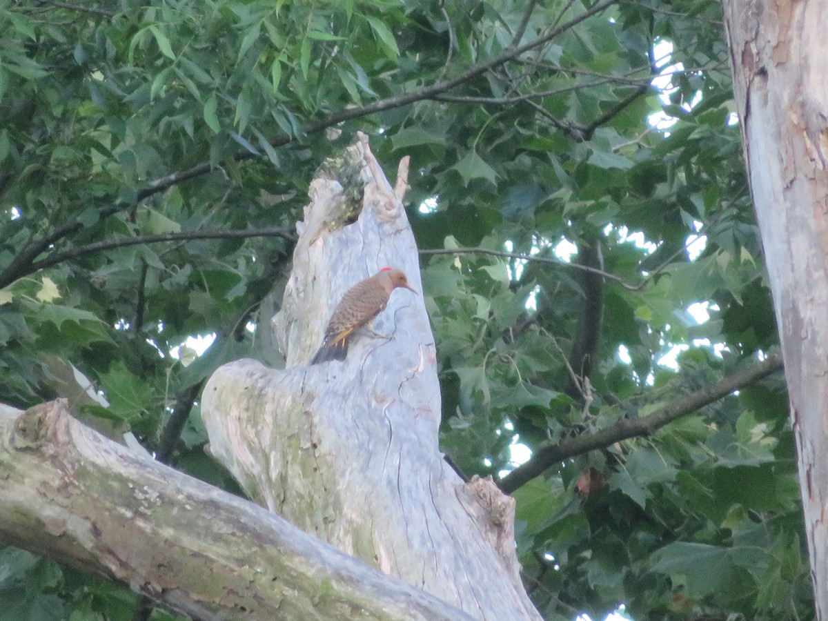 Northern Flicker - ML620124583