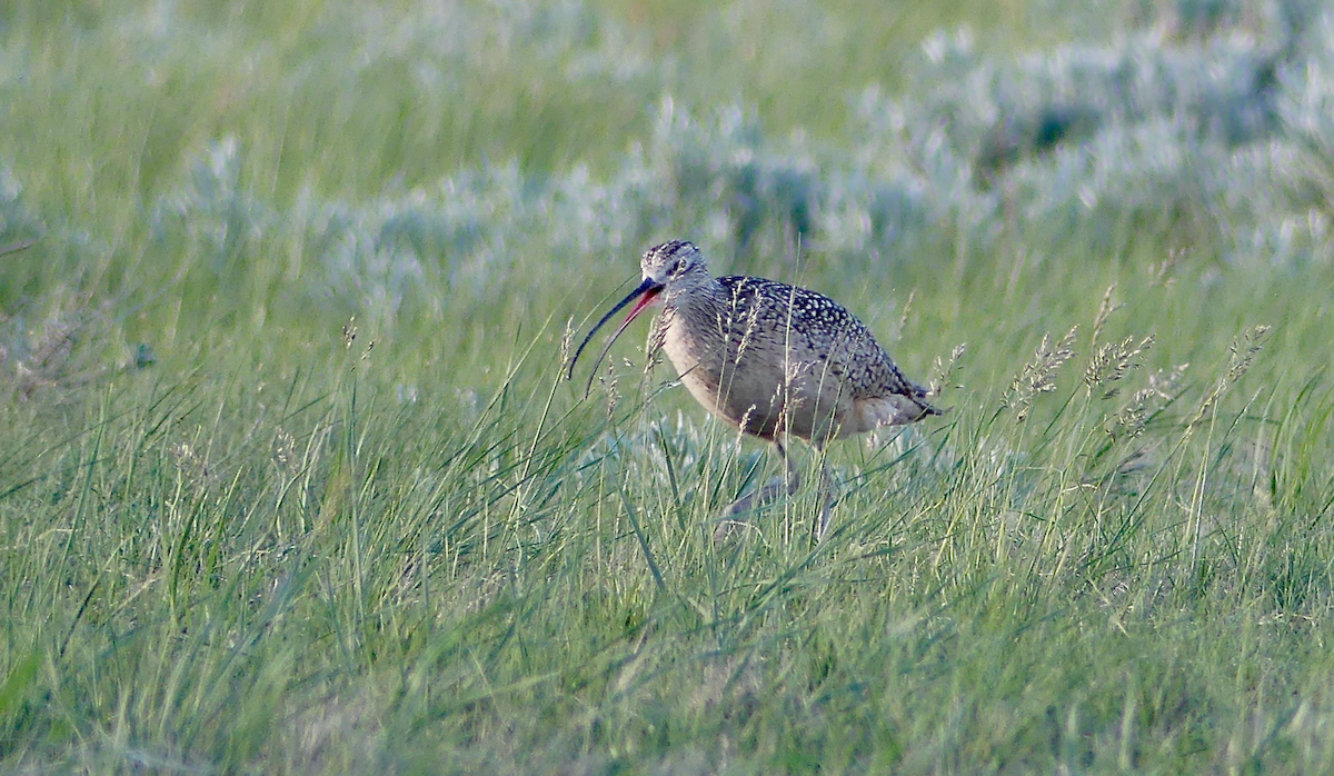 Long-billed Curlew - ML620124587