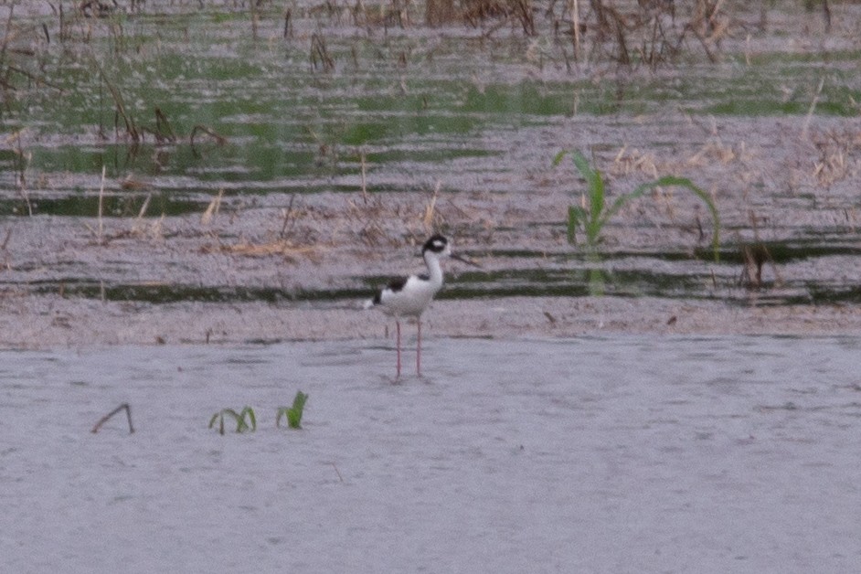 Black-necked Stilt - ML620124600