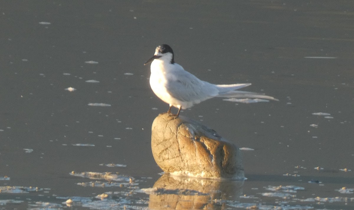 White-fronted Tern - ML620124604