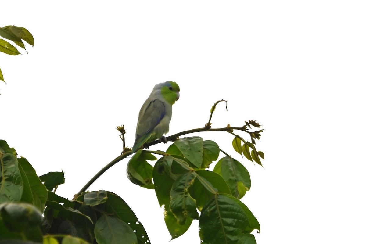Pasifik Serçe Papağanı - ML620124619