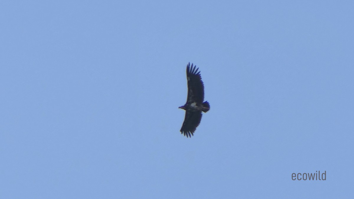 Red-headed Vulture - ML620124632