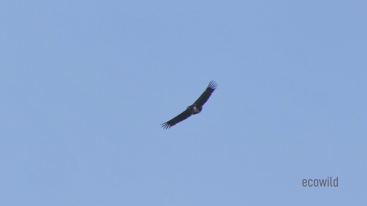 Red-headed Vulture - ML620124633