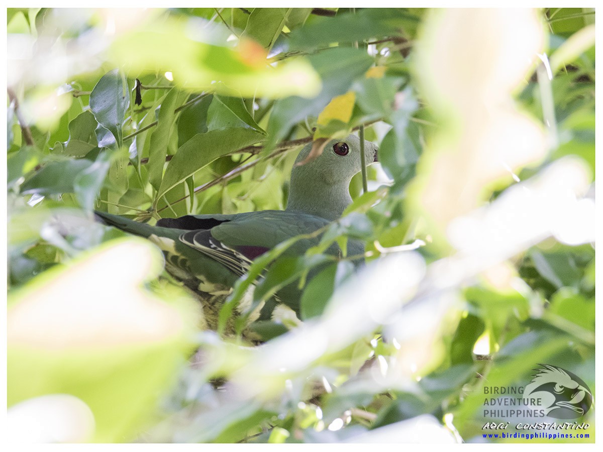 Светлогрудый фруктовый голубь - ML620124652