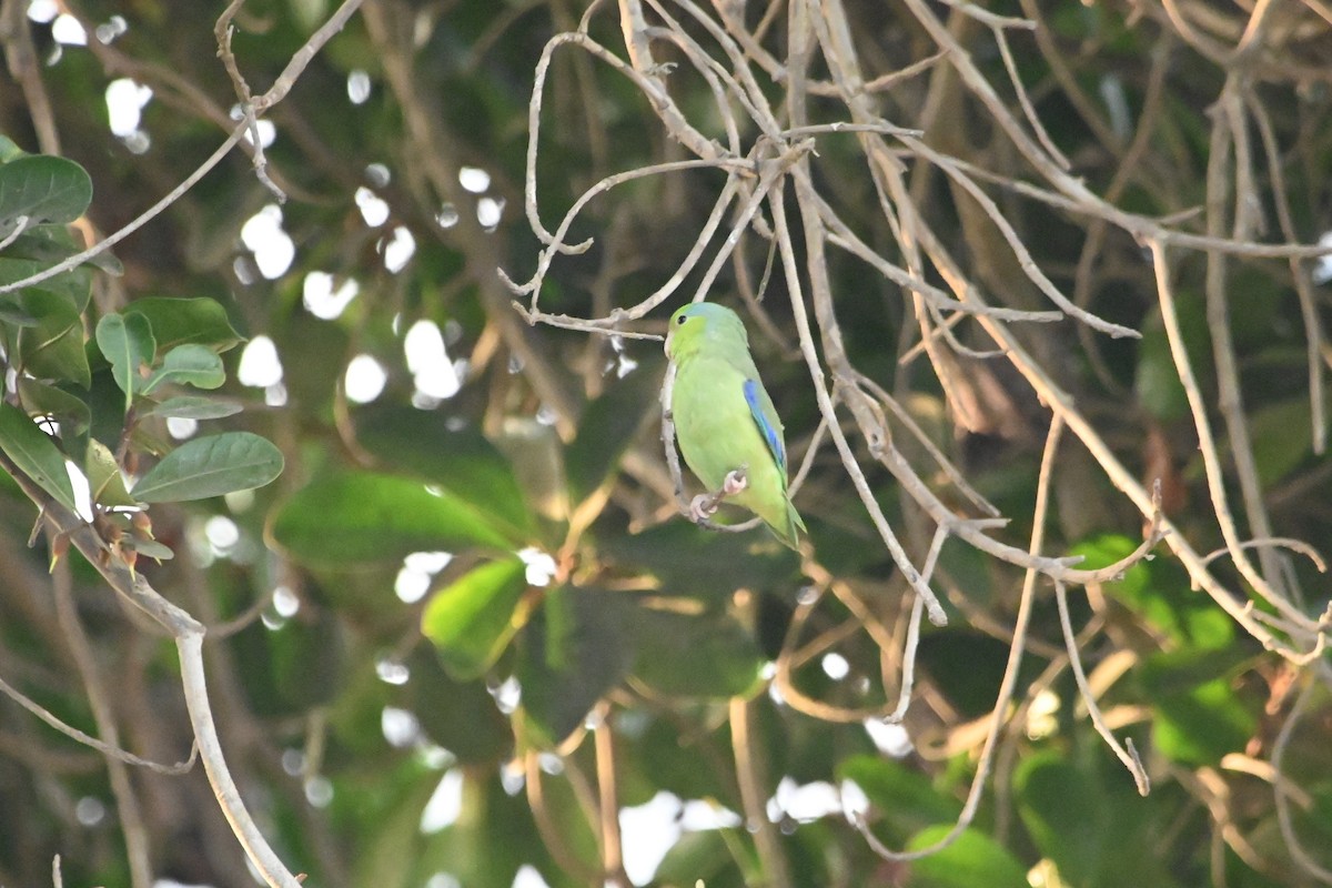 Папуга-горобець еквадорський - ML620124658