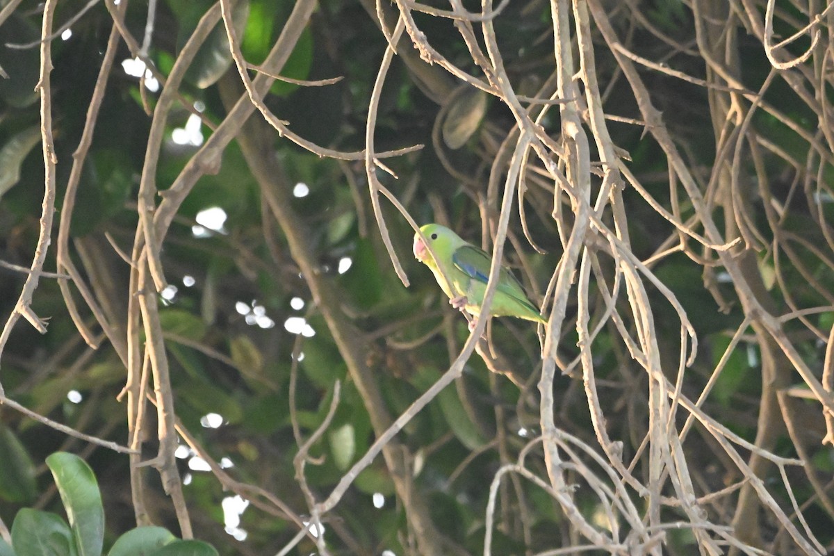 Папуга-горобець еквадорський - ML620124659