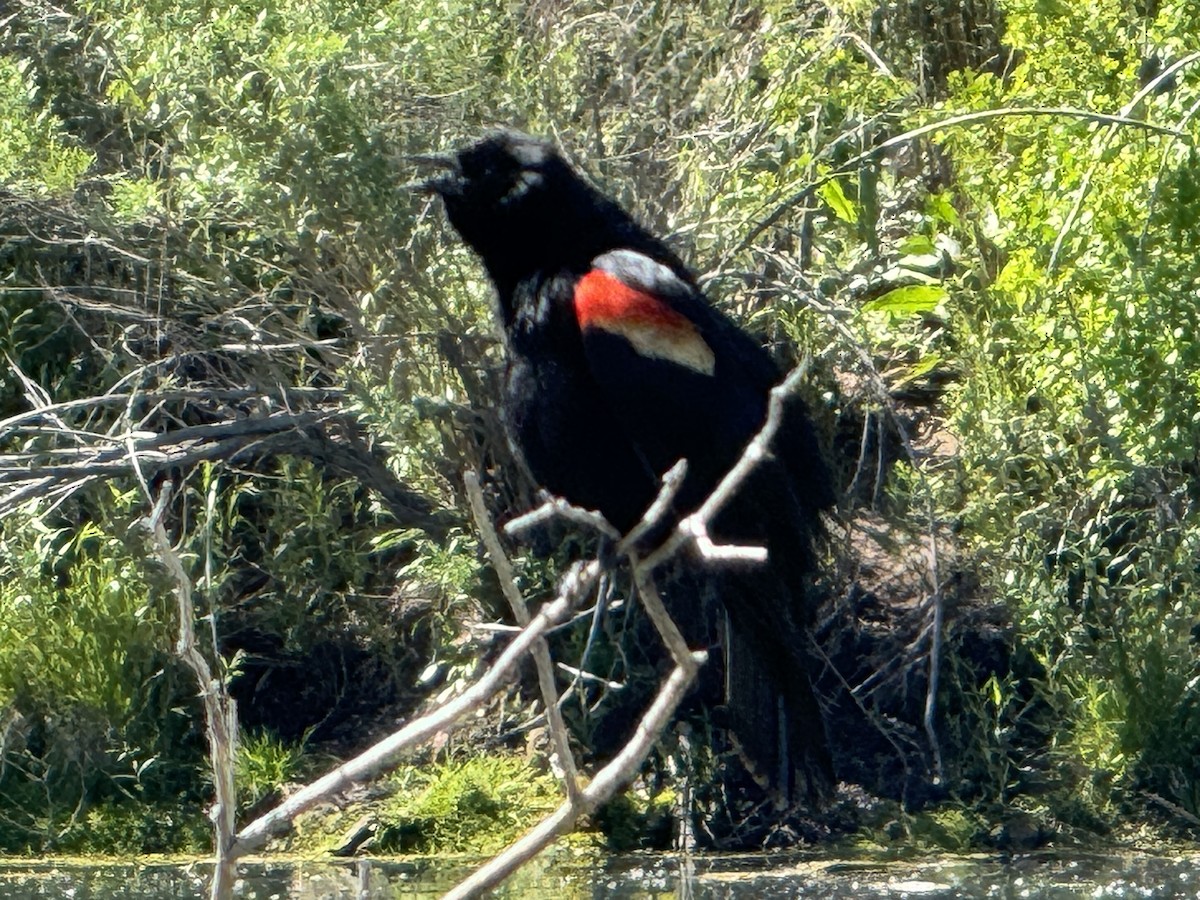 Red-winged Blackbird - ML620124664