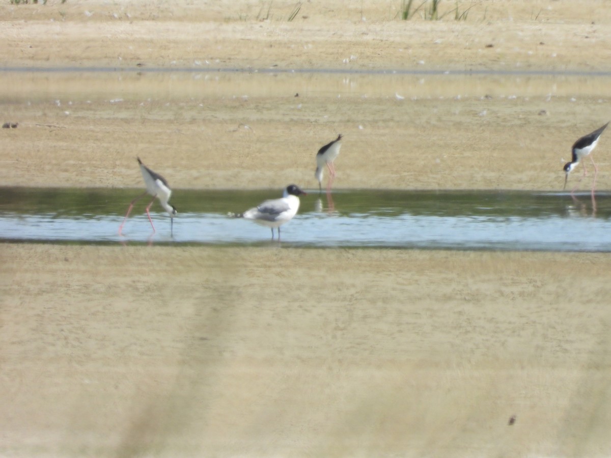 Franklin's Gull - ML620124667