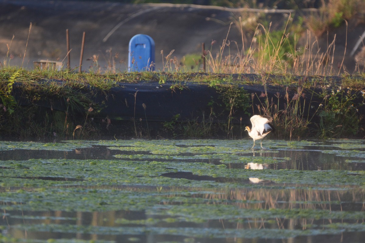 Pheasant-tailed Jacana - ML620124669