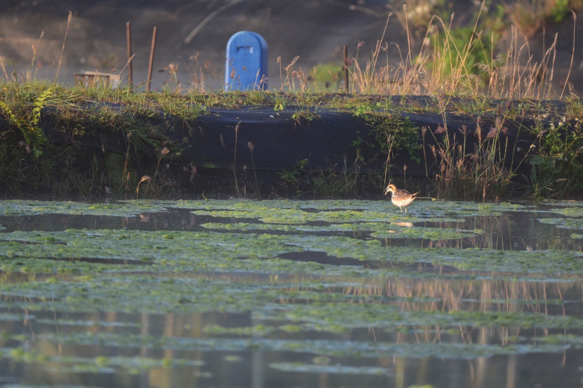 Pheasant-tailed Jacana - ML620124670