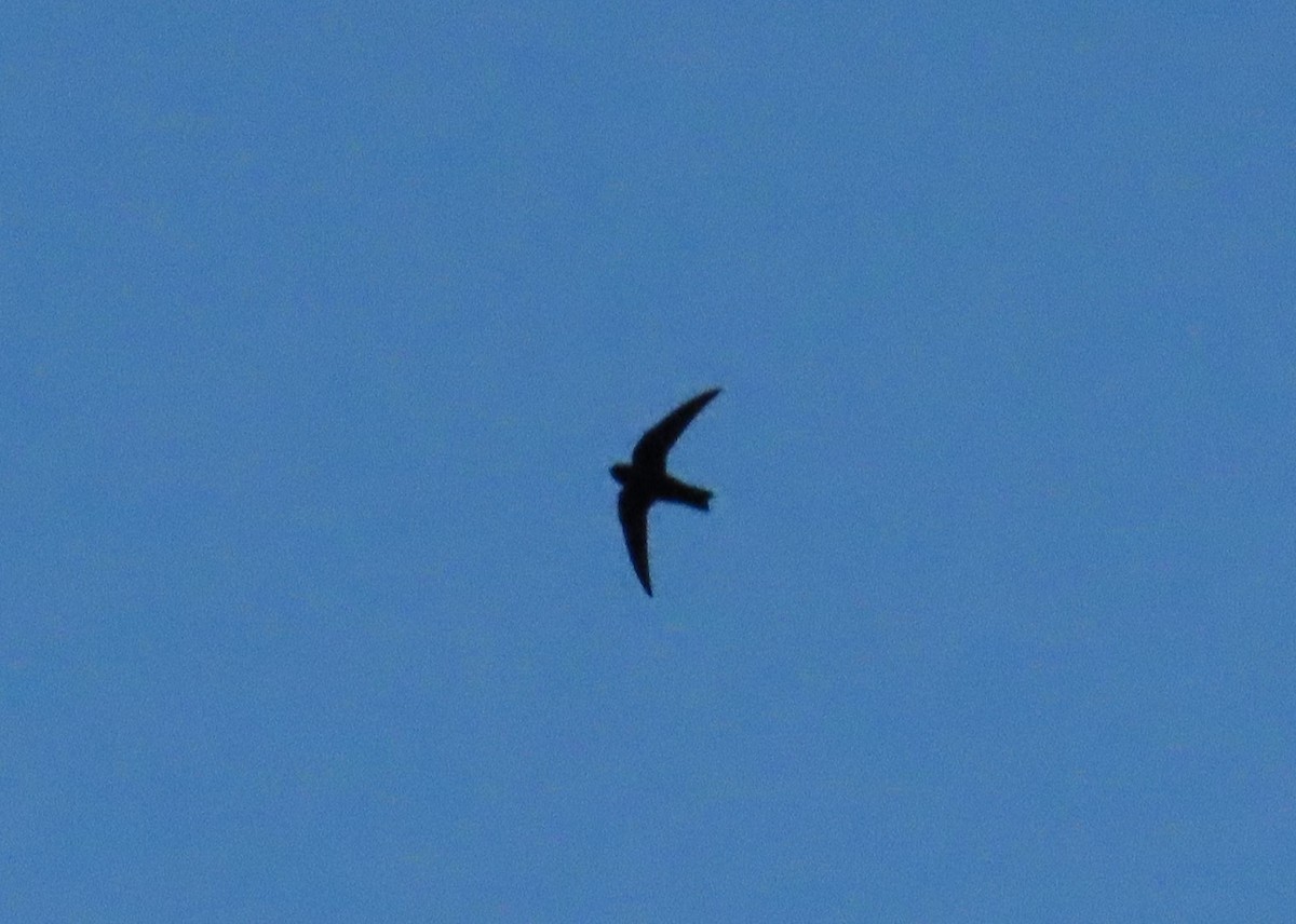 Black Swift (borealis) - ML620124675