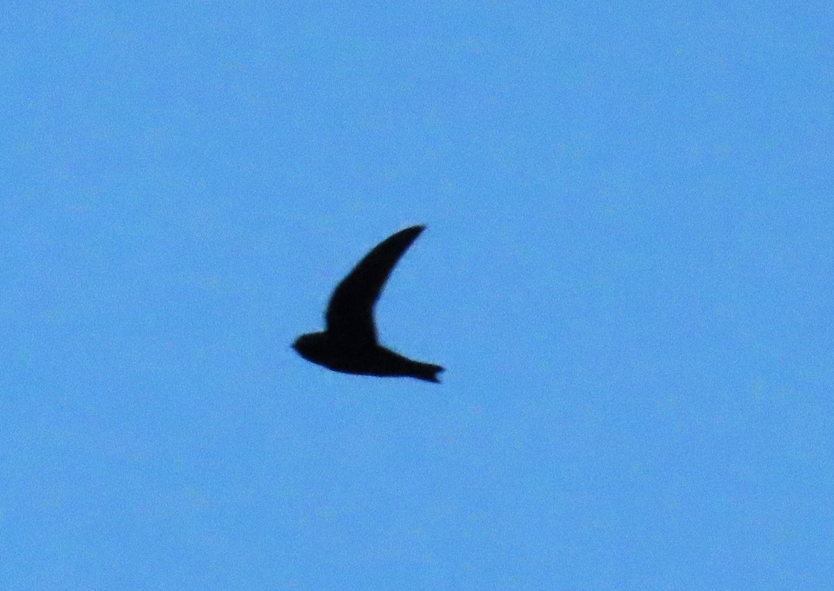 Black Swift (borealis) - ML620124676
