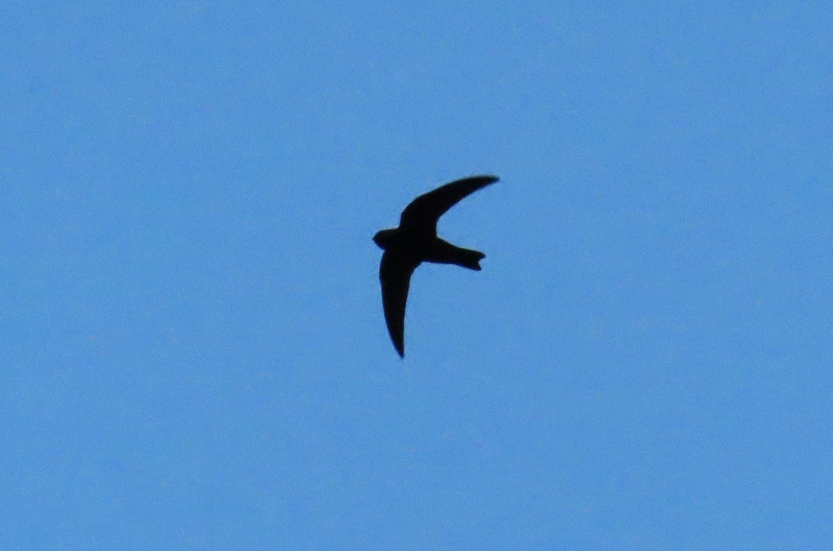 Black Swift (borealis) - ML620124677