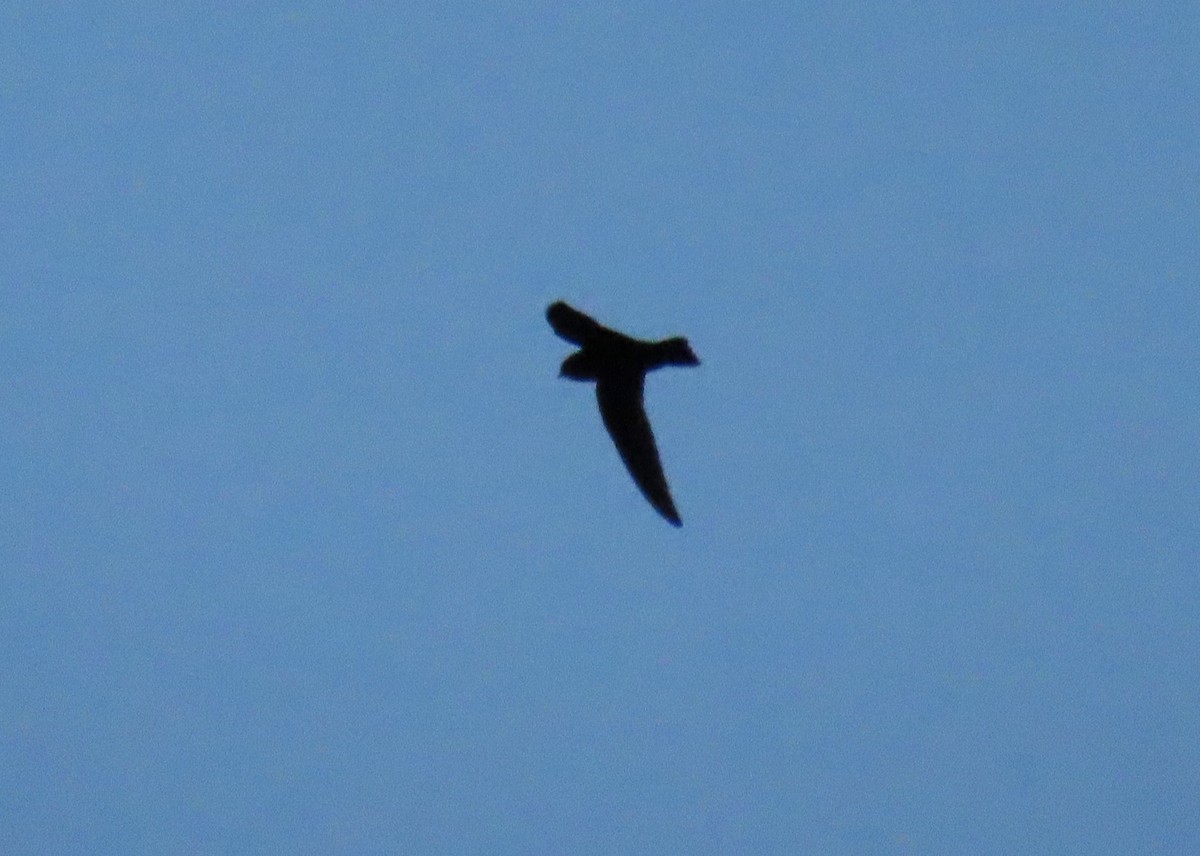 Black Swift (borealis) - ML620124685