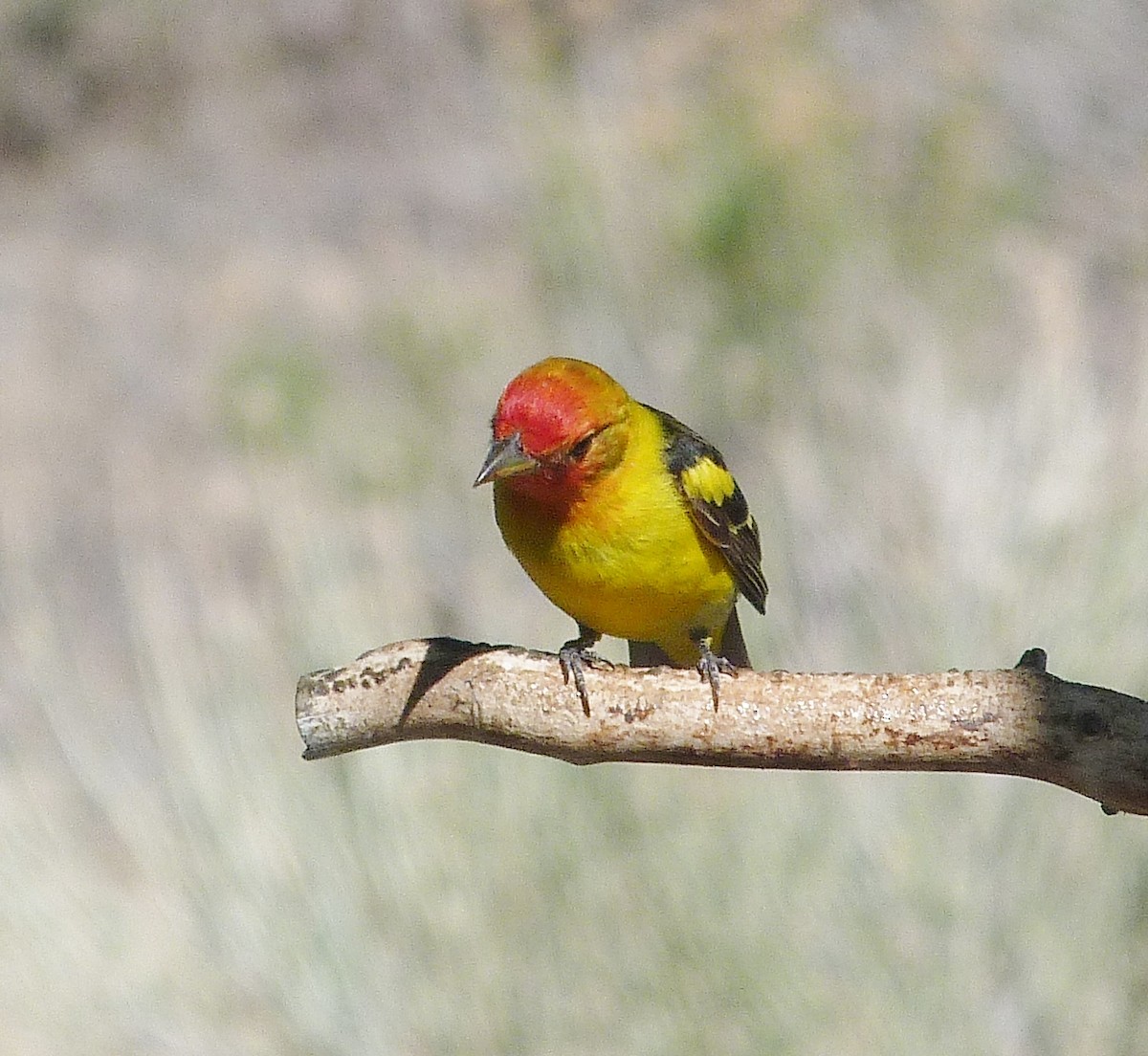 Western Tanager - ML620124692
