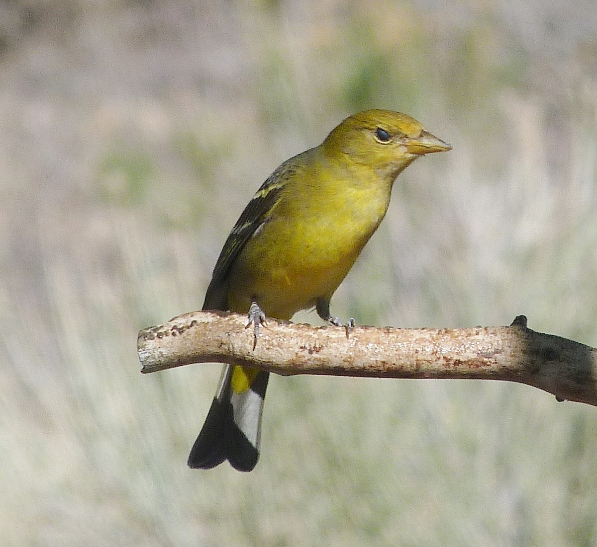 Western Tanager - ML620124696