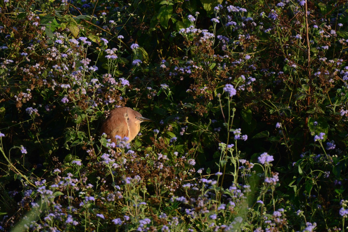 Cinnamon Bittern - ML620124707