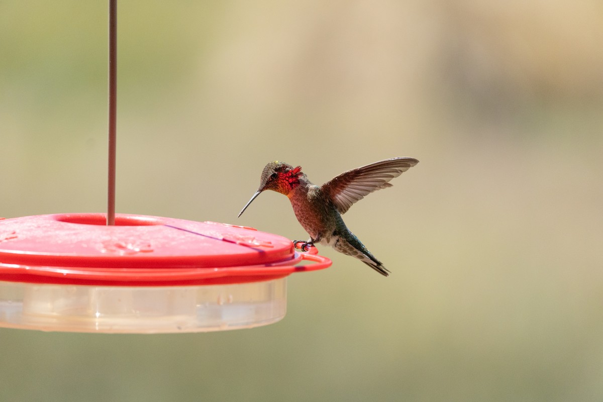 Rufous Hummingbird - ML620124710