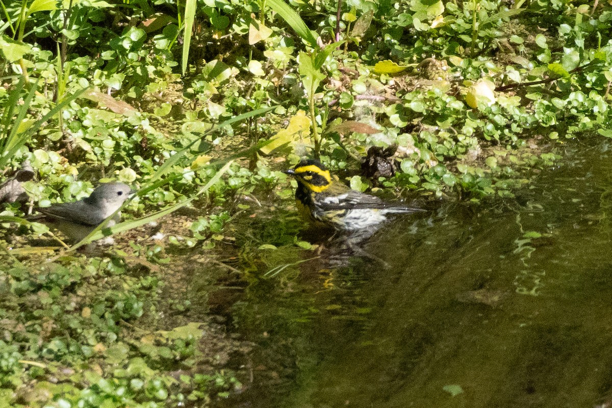 Townsend's Warbler - ML620124719