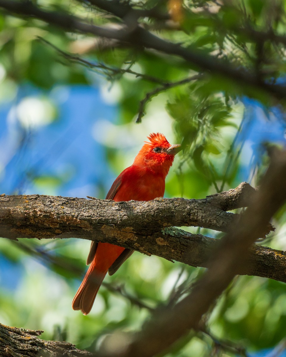 Piranga Roja - ML620124722