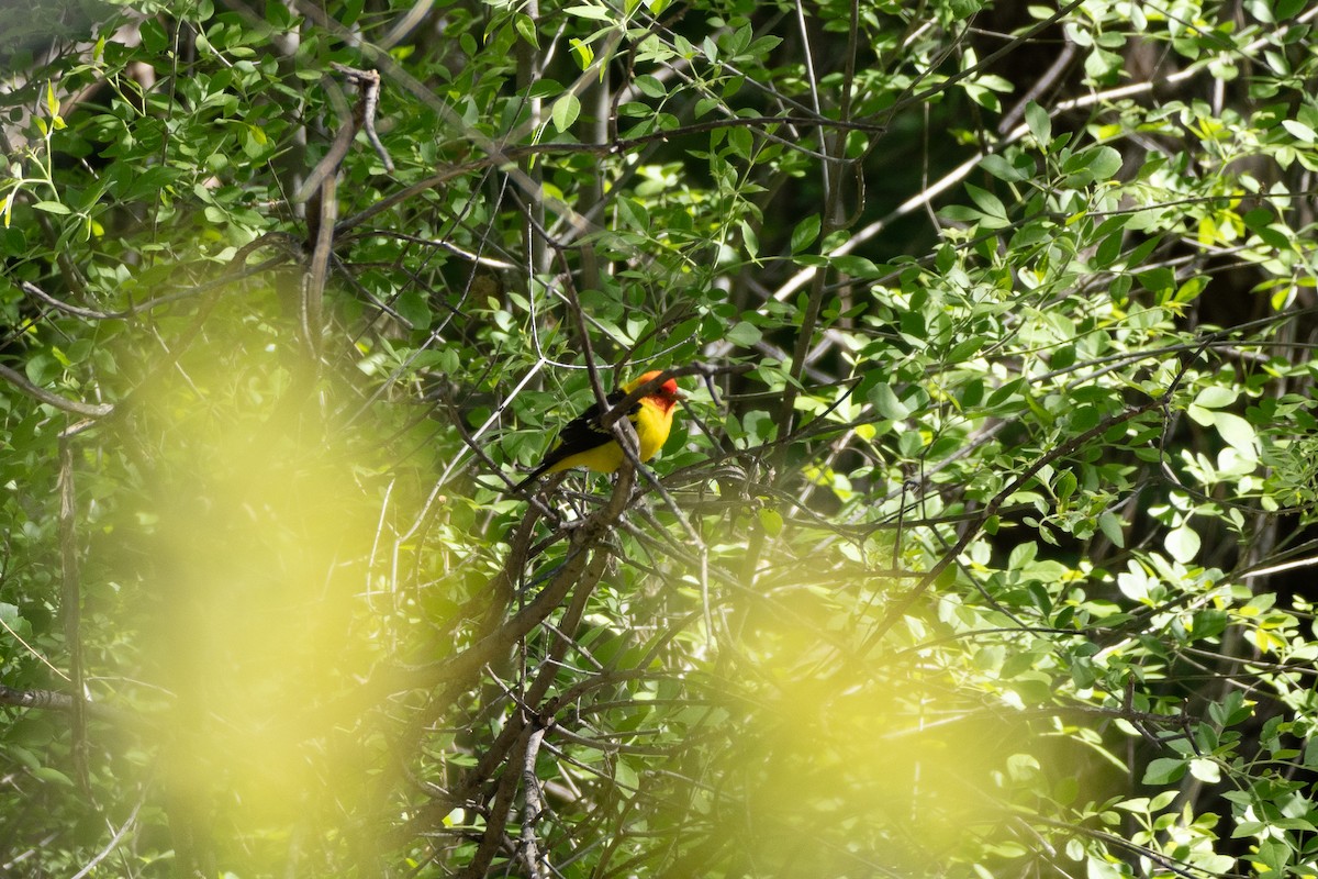 Western Tanager - ML620124725