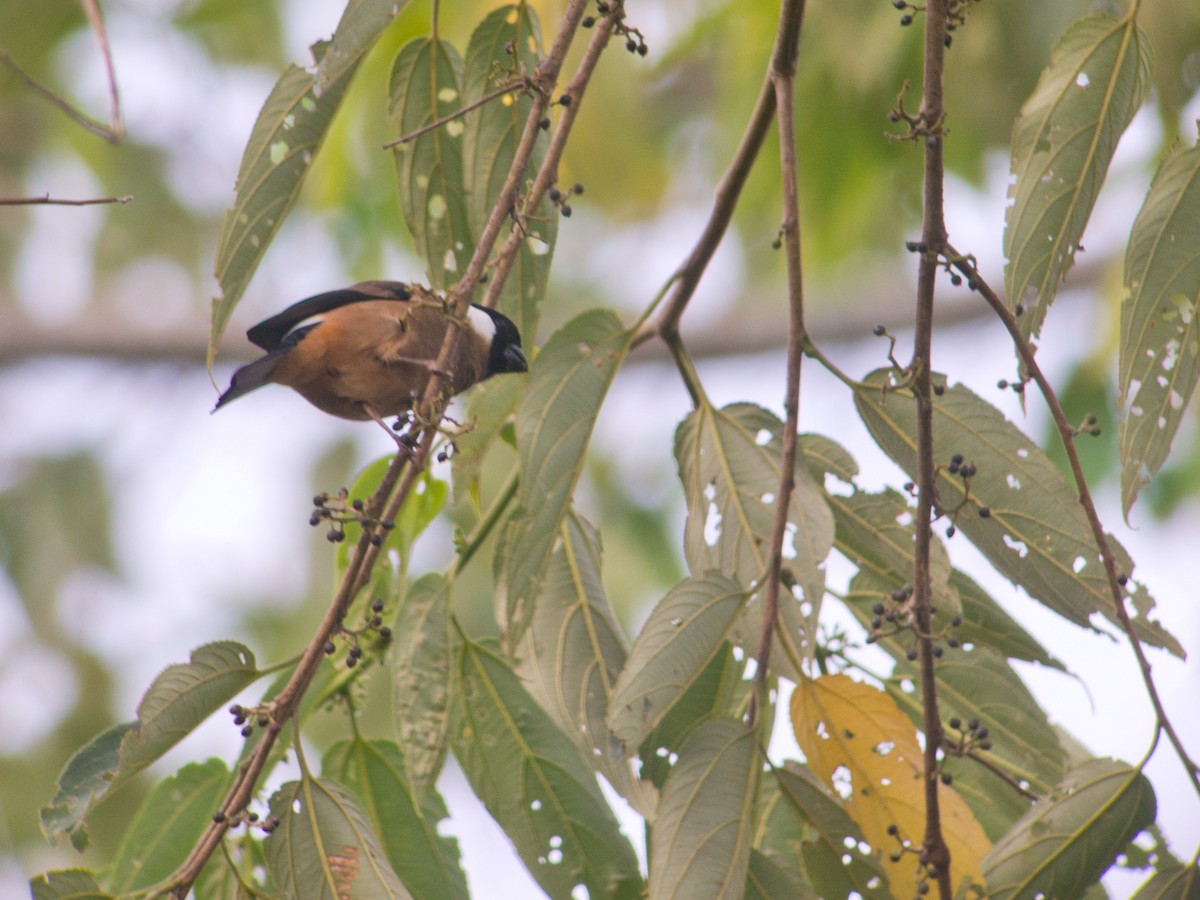 White-cheeked Bullfinch - ML620124731