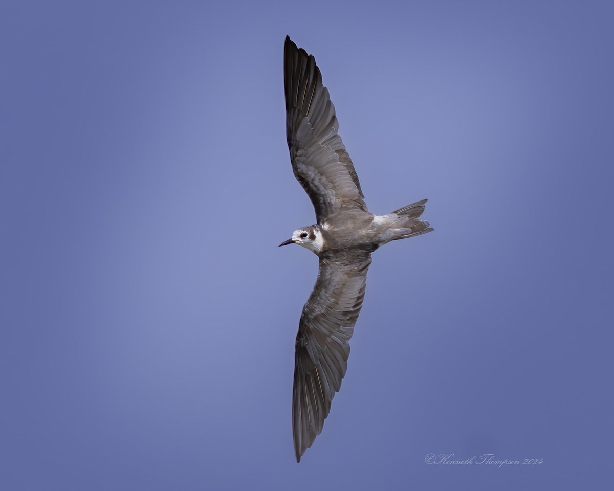 Black Tern - ML620124733