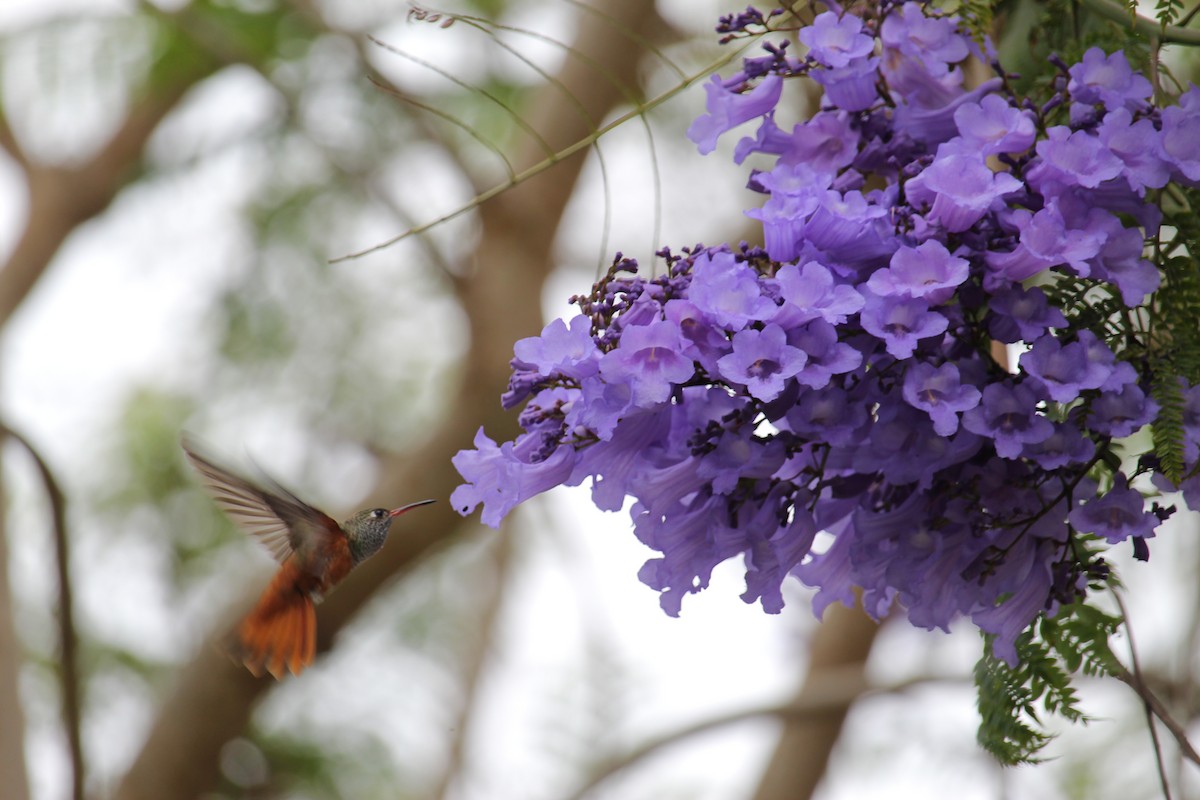 Amazilia Hummingbird - ML620124740