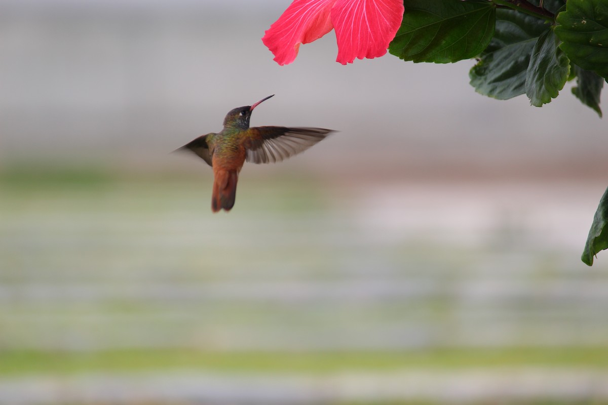 Amazilia Hummingbird - ML620124742