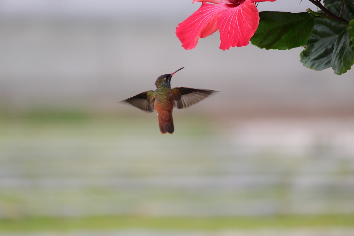 Amazilia Hummingbird - ML620124743