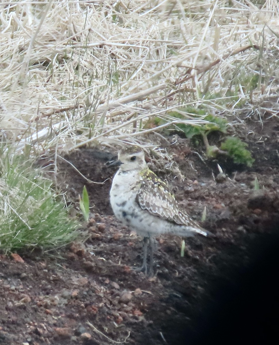 Pacific Golden-Plover - ML620124746