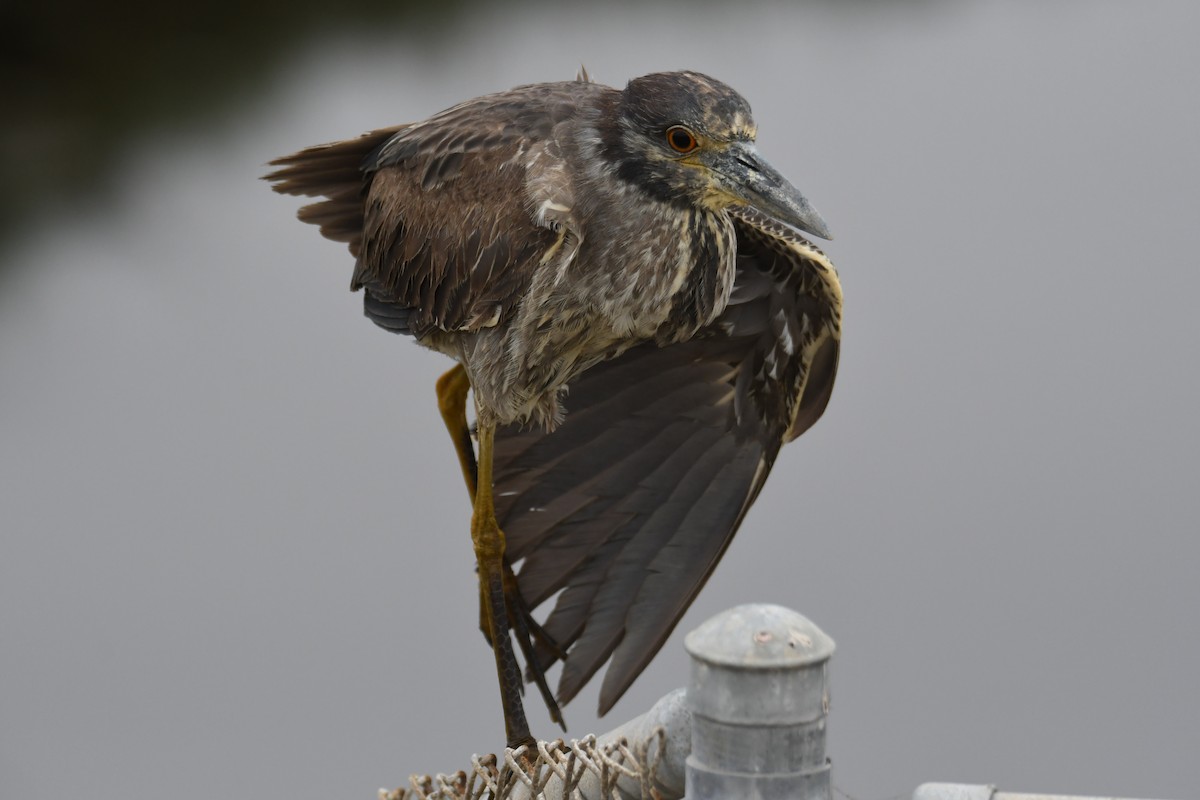 Yellow-crowned Night Heron - ML620124752