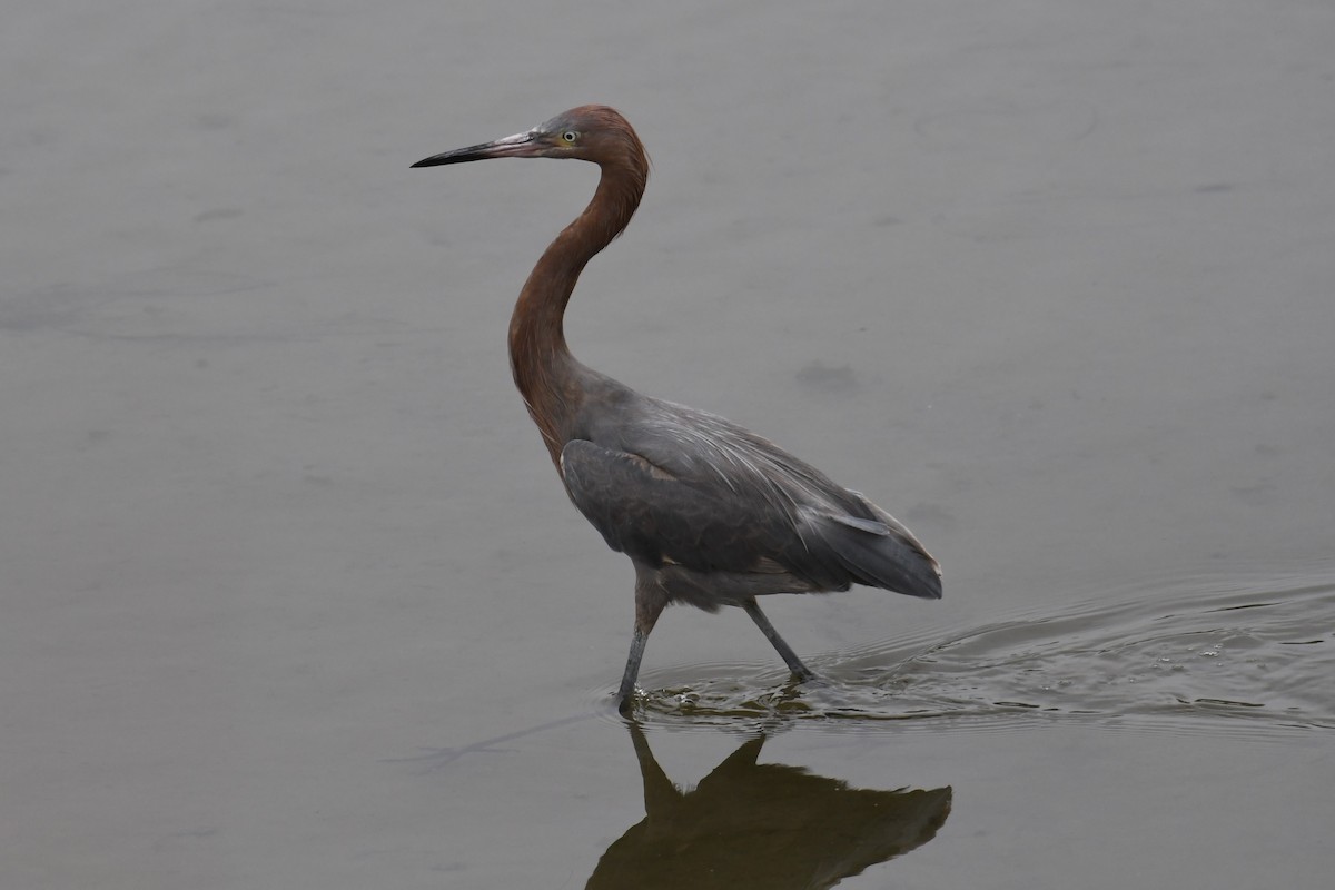 Reddish Egret - ML620124756