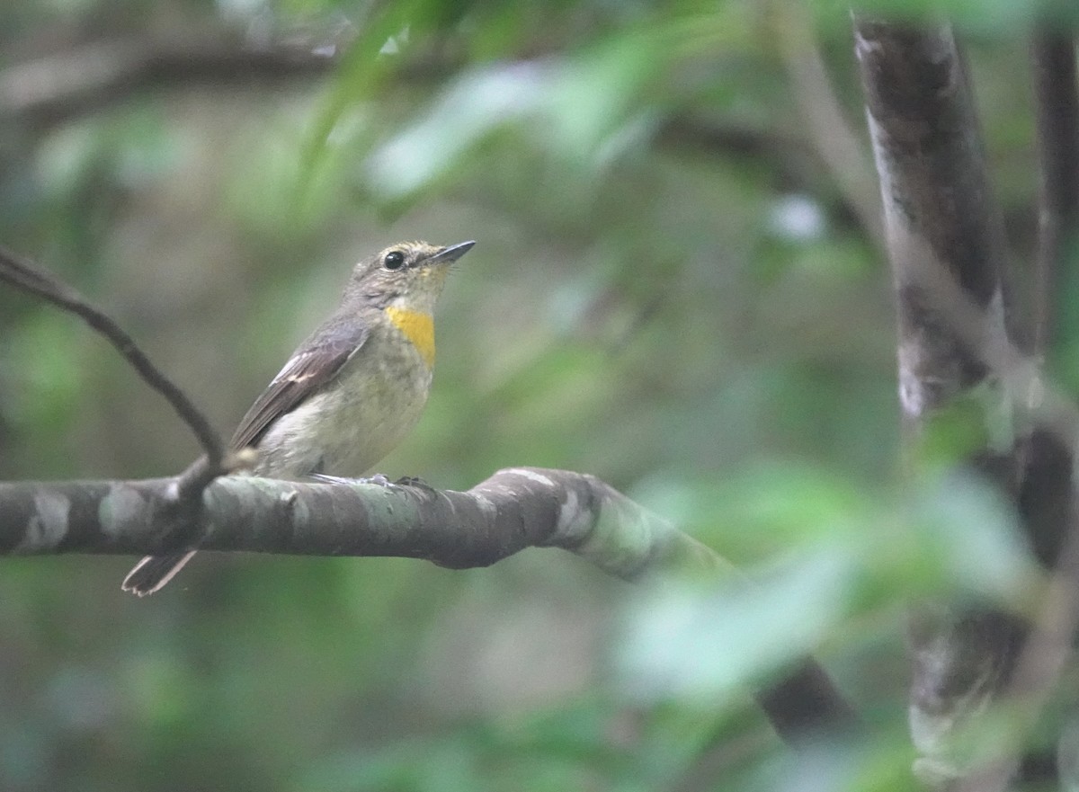 Papamoscas de las Ryukyu - ML620124772