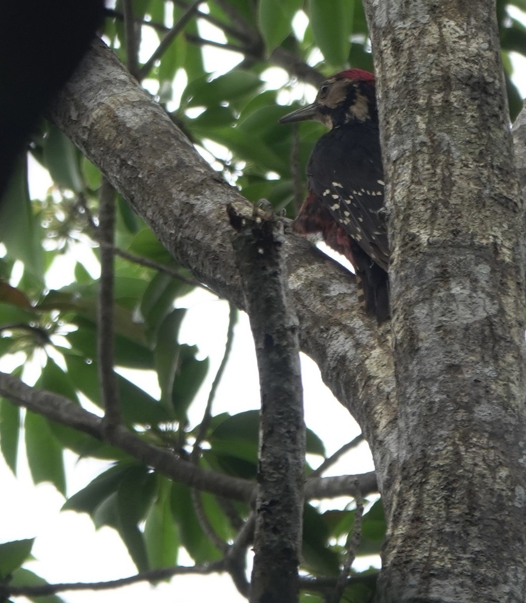 White-backed Woodpecker (Amami) - ML620124783