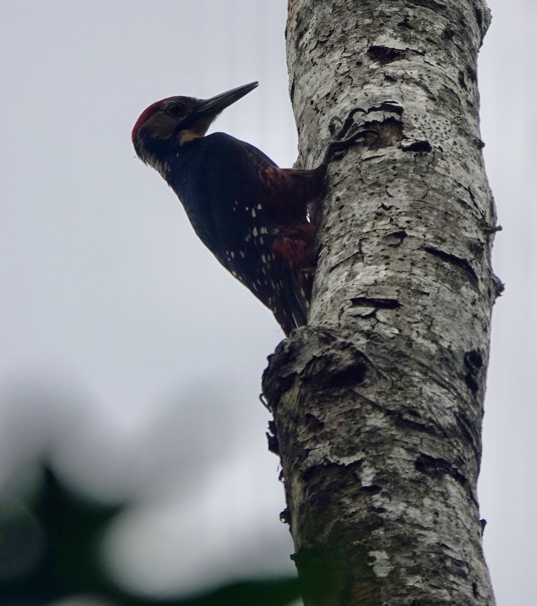 White-backed Woodpecker (Amami) - ML620124784