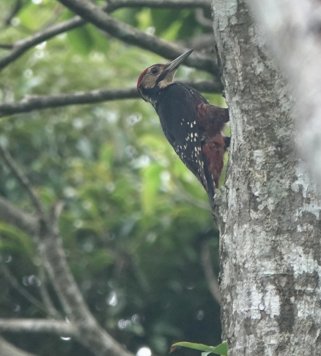 White-backed Woodpecker (Amami) - ML620124786