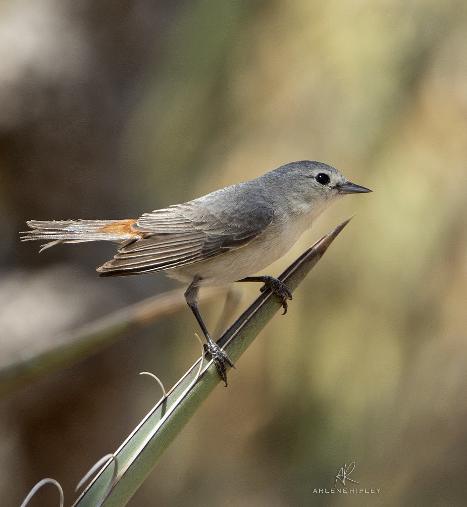 Lucy's Warbler - ML620124789