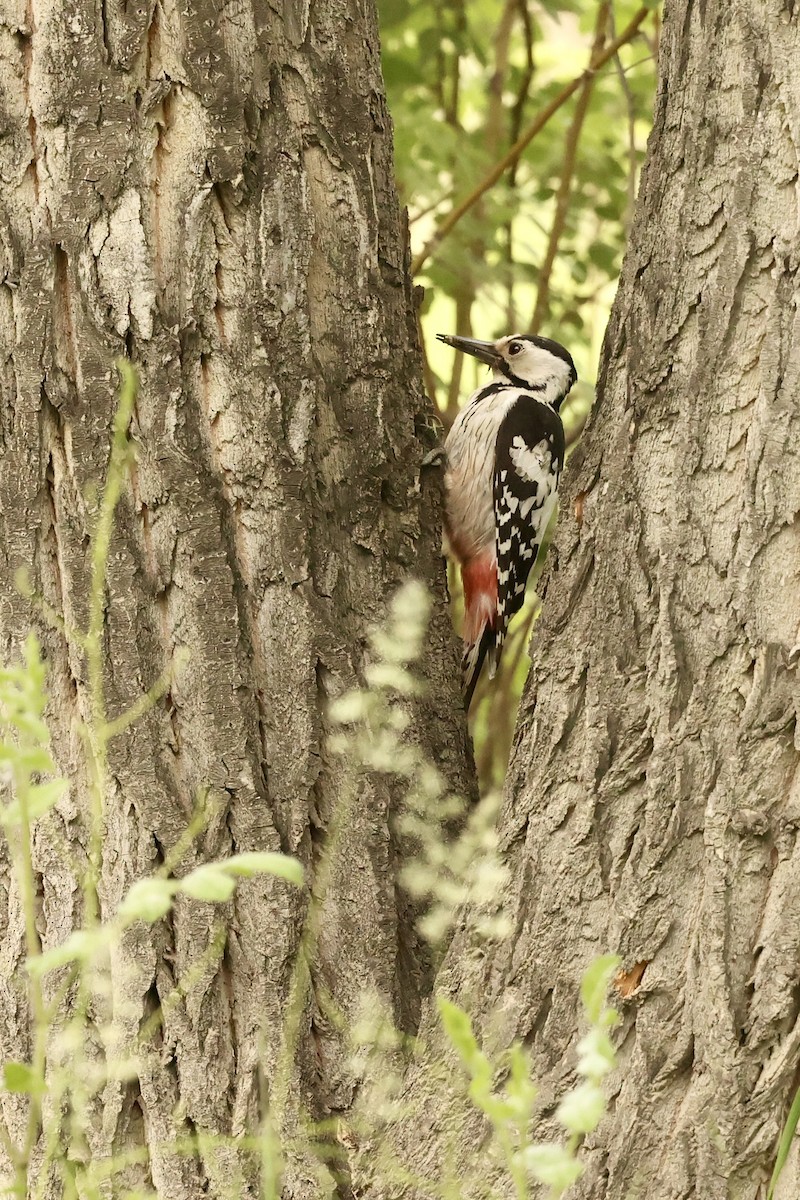 White-backed Woodpecker - ML620124800