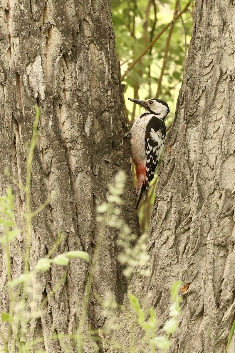 Pico Dorsiblanco - ML620124800