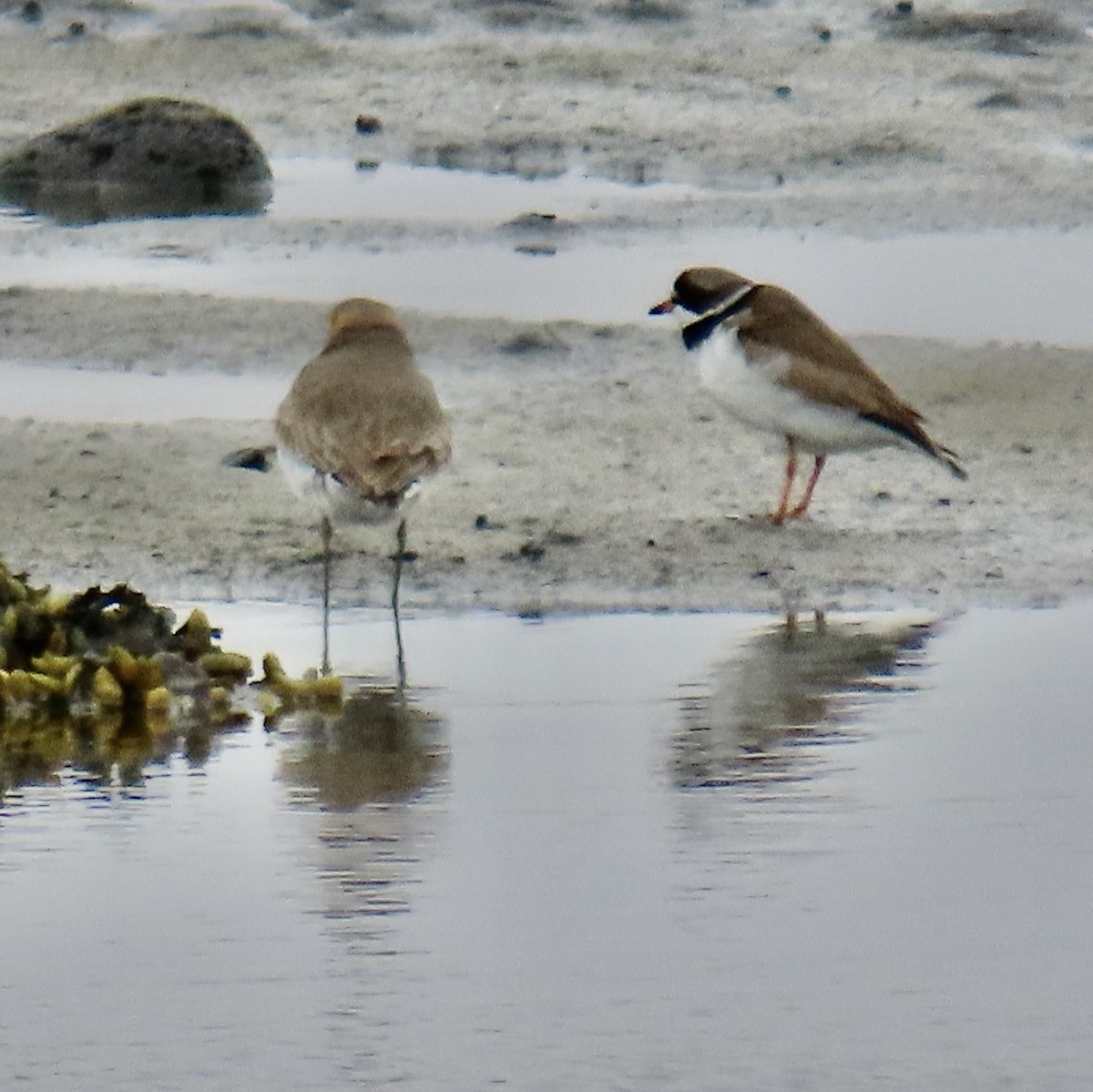 Semipalmated Plover - ML620124847