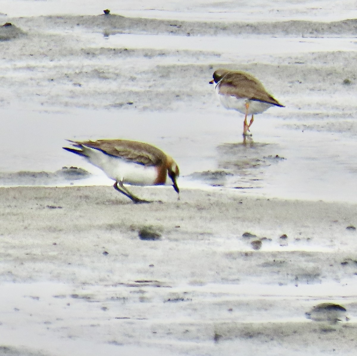 Siberian Sand-Plover - ML620124852